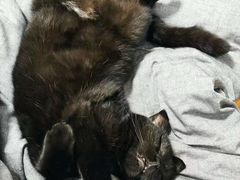 -嘉馨宠物医院·CT影像转诊·心脏科·犬猫全科诊疗中心(下沙大学城院区)