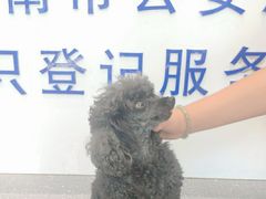 -心仪动物医院·牙专科·肿瘤·心脏科(西客站院)