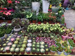 -秦美花卉(天朗·莱茵小城2期店)