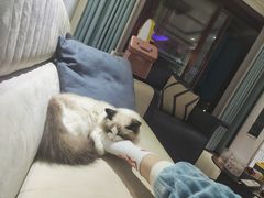 -欣宠猫屋·矮脚拿破仑·蓝金金渐层