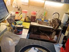 -猫色咖啡·猫咖