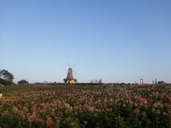 -大塘金香草谷