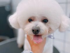-BABYDOG宝贝狗宠物乐园(欧洲城店)