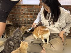 -豆逗聊愈猫阁Easy Life