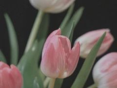 -帝豪酒店•马可勃罗西餐厅