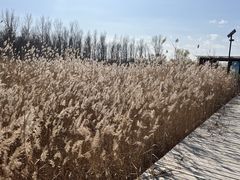 -野鸭湖国家湿地公园