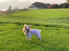 -宠福鑫康馨动物医院·骨科·眼科