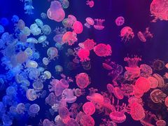 -成都浩海立方海洋公园