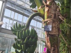 -北京植物园-展览温室