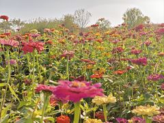 -合肥滨湖国家森林公园