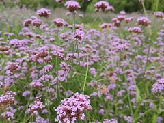 -梁鸿国家湿地公园