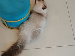 -平行世界·猫咖(首经贸店)