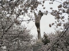 -武汉大学-樱园