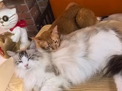 -豆逗聊愈猫阁Easy Life