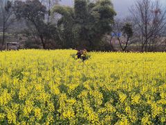 -樱桃山旅游景区