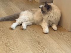 -有喵·猫咖·狗咖·30几只猫10只小狗(岗厦店)