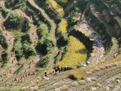-紫鹊界梯田景区