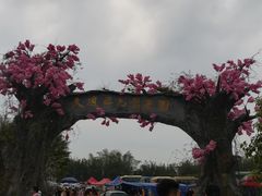 -天适樱花悠乐园