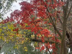 -东湖落雁景区