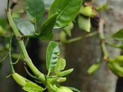 -北京植物园-展览温室