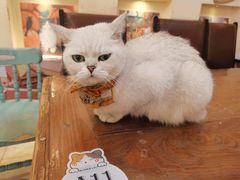 -猫小院猫主题餐厅(南锣旗舰店)
