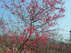 -天适樱花悠乐园