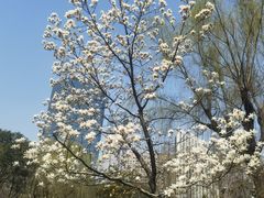 -新虹桥中心花园