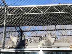 -哈尔滨北方森林动物园