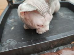 -猫小院猫主题咖啡厅(北锣店)