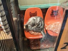 -猫咪博物馆(顶澳仔猫街店)