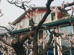 -闻道食府烙饼卷带鱼(原车耳营店原大觉寺店)