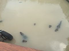 -中国扬子鳄村