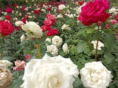 -北京周口店北京人遗址博物馆