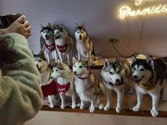 -Husky Go! 哈士奇体验馆·宠物咖啡厅狗咖