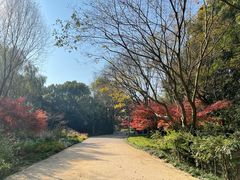 -西湖风景区-江洋畈生态公园