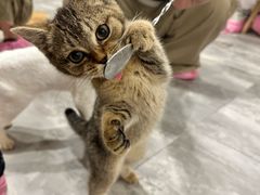 -楼上猫咖(罗湖店)