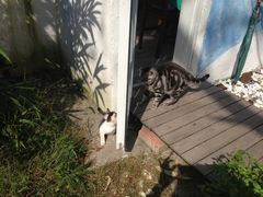 -海边的猫和咖啡馆