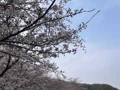 -苏州上方山国家森林公园