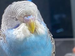 -怪兽屋·羊驼·猫咖·狗咖(俊华广场店)