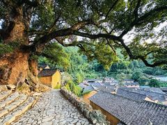 -杨家堂村