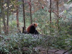 -都江堰中华大熊猫苑