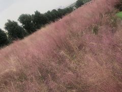 -花博汇(知音花月夜)