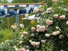 -白鹭湾湿地公园