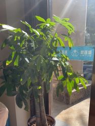 -碧莲盛·不剃发植发