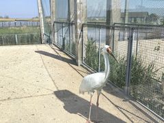 -盐城丹顶鹤湿地生态旅游区