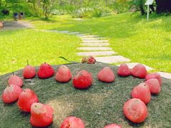 -华南国家植物园-售票处