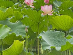 -莲花山公园