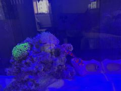 -中环花鸟鱼虫市场