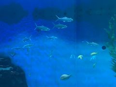 -泉城欧乐堡海洋极地世界