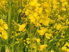 -汉长安城未央宫国家考古遗址公园